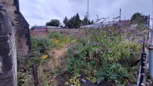 Wycliffe's corner garden plot before work - totally overgrown with tall plants blocking view of George's Road